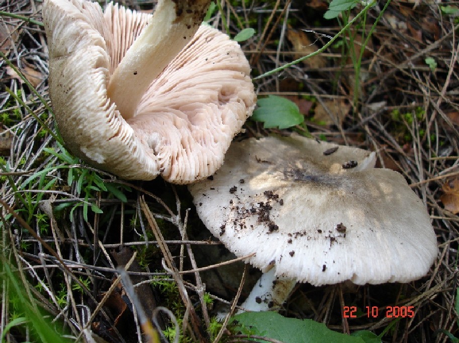Russula torulosa,Lactarius acerrimus, Rhodocybe fallax e ??